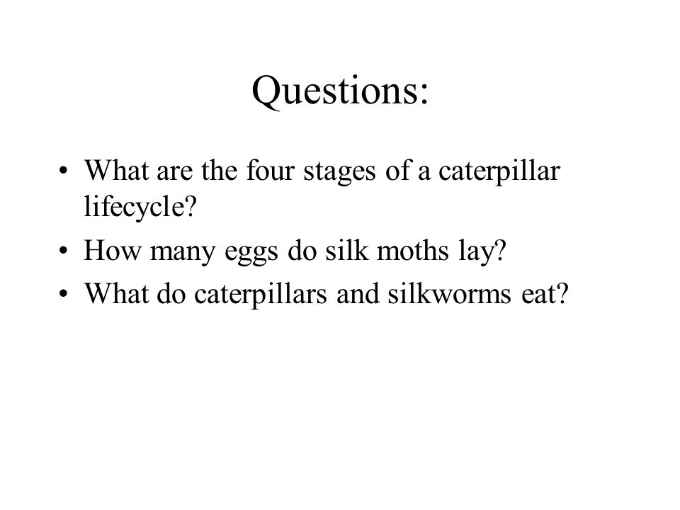 Questions: What are the four stages of a caterpillar lifecycle