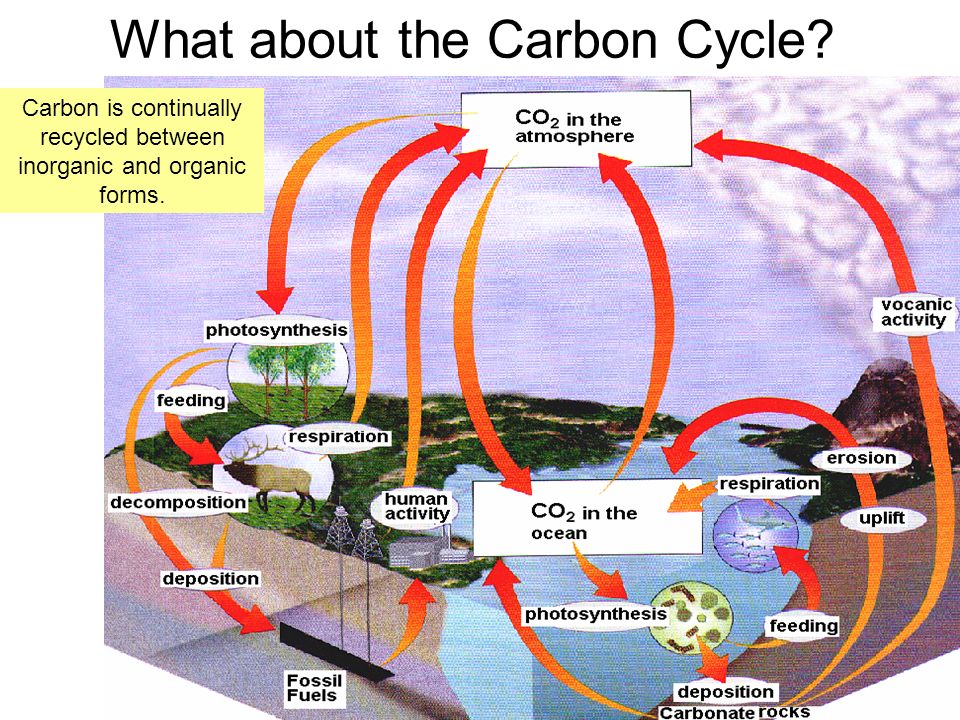 What about the Carbon Cycle