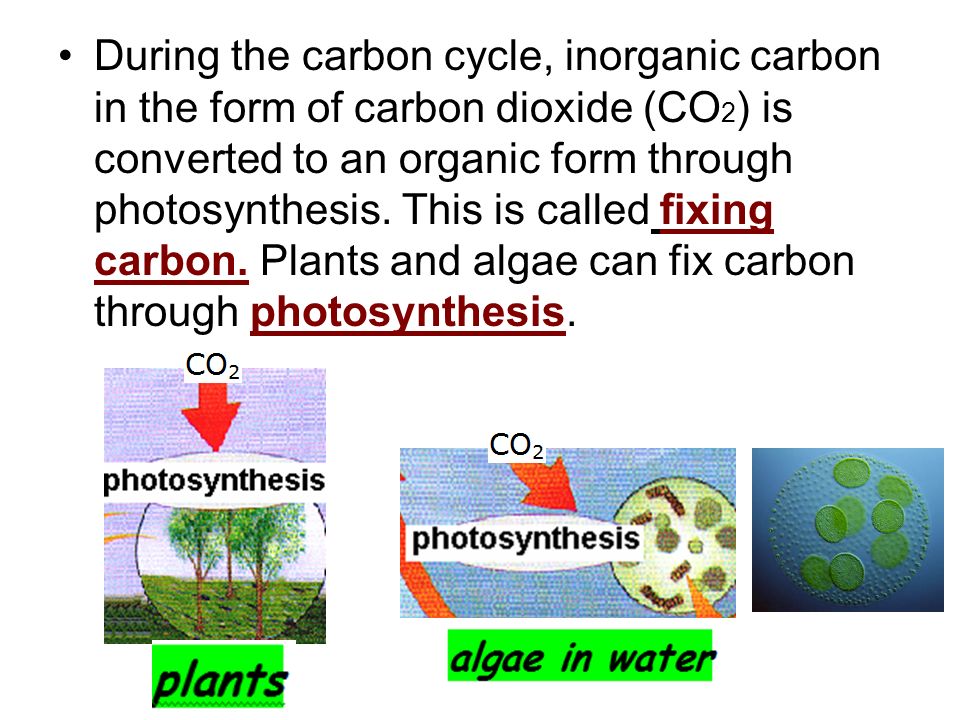 During the carbon cycle, inorganic carbon in the form of carbon dioxide (CO2) is converted to an organic form through photosynthesis.