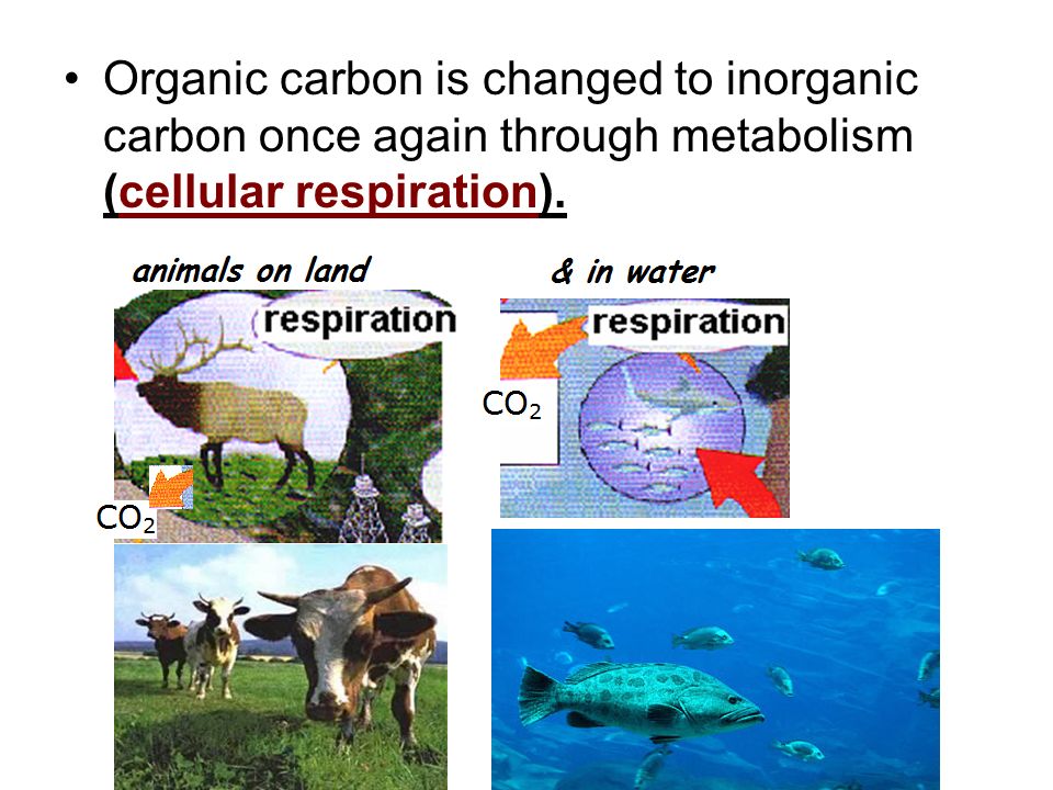 Organic carbon is changed to inorganic carbon once again through metabolism (cellular respiration).