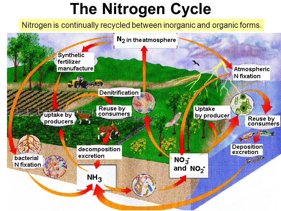 The Nitrogen Cycle Nitrogen is continually recycled between inorganic and organic forms.