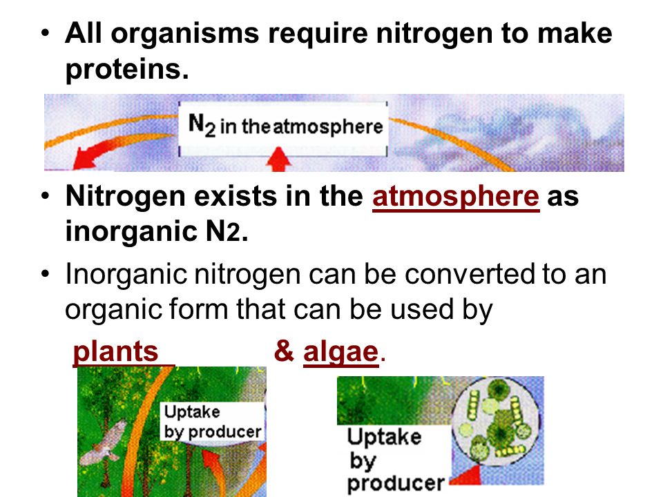 All organisms require nitrogen to make proteins.