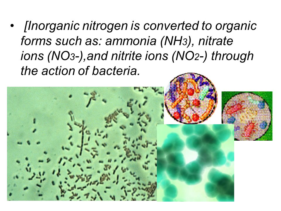 [Inorganic nitrogen is converted to organic forms such as: ammonia (NH3), nitrate ions (NO3-),and nitrite ions (NO2-) through the action of bacteria.