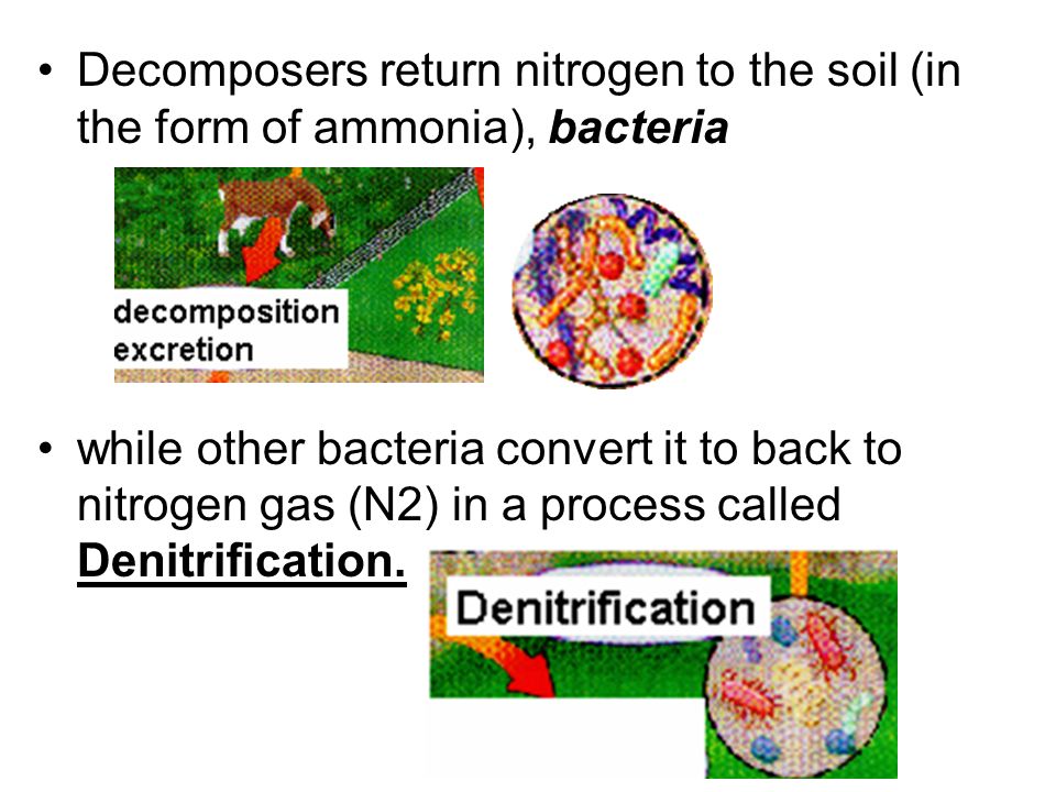 Decomposers return nitrogen to the soil (in the form of ammonia), bacteria