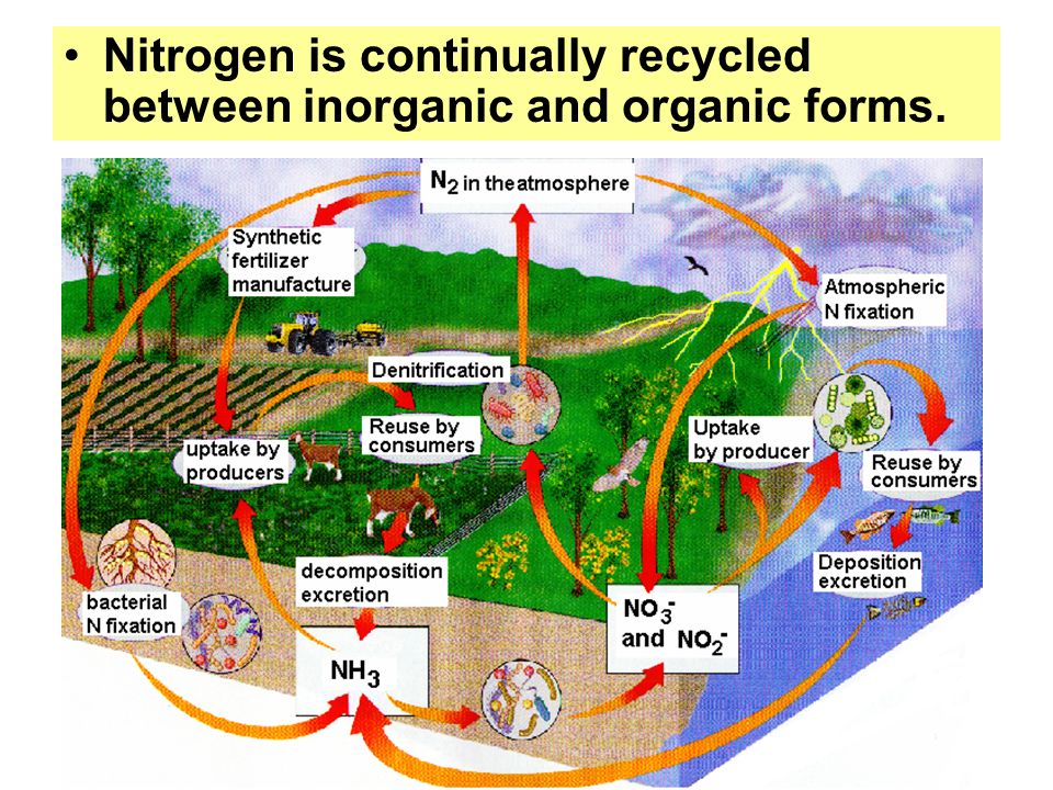 Nitrogen is continually recycled between inorganic and organic forms.