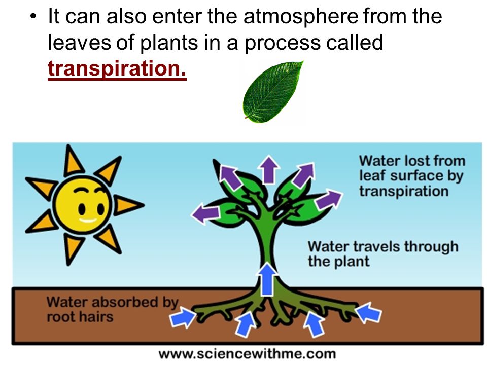 It can also enter the atmosphere from the leaves of plants in a process called transpiration.