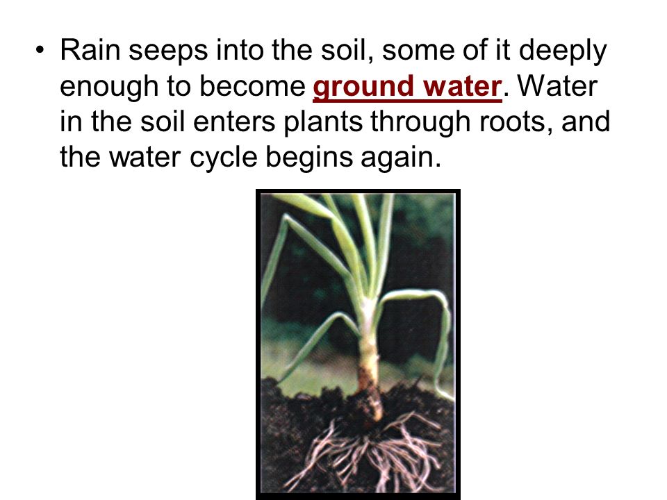 Rain seeps into the soil, some of it deeply enough to become ground water.