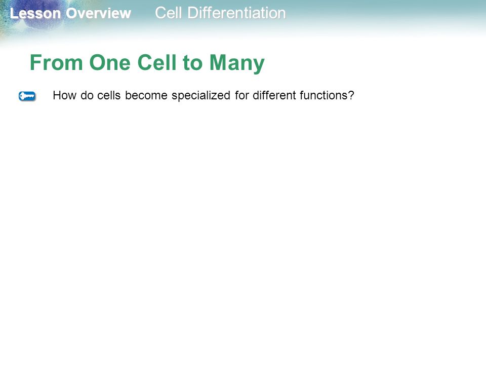 Lesson Overview 10.4 Cell Differentiation. - ppt video online ...