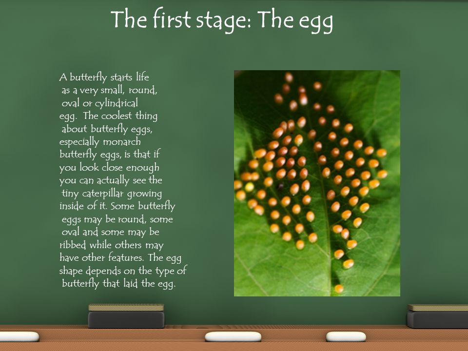 The first stage: The egg