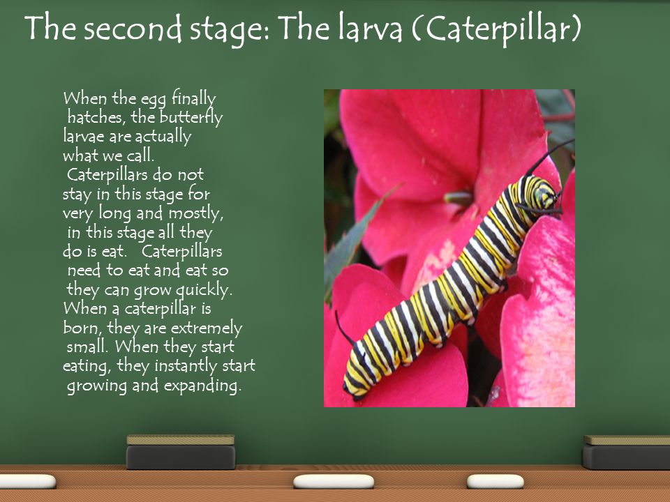 The second stage: The larva (Caterpillar)