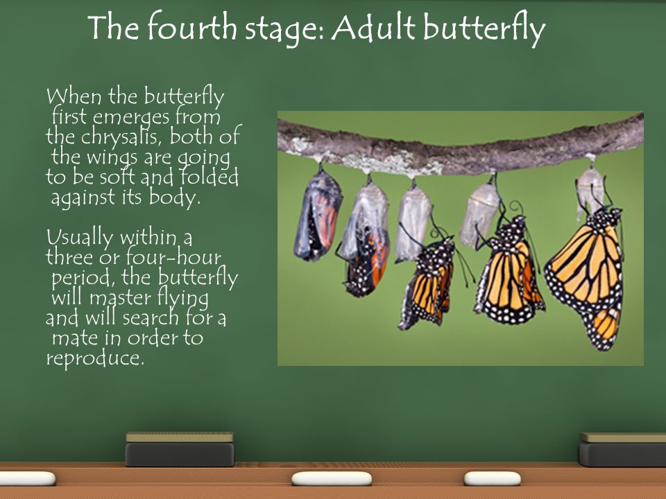 The fourth stage: Adult butterfly