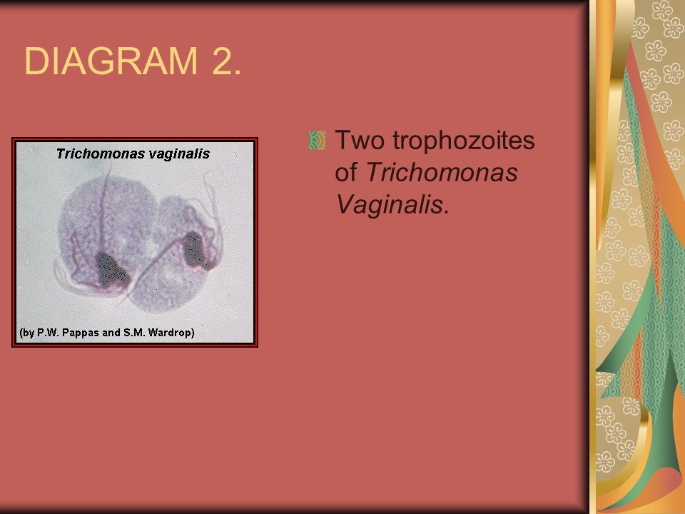mycoplasma hominis és trichomonas
