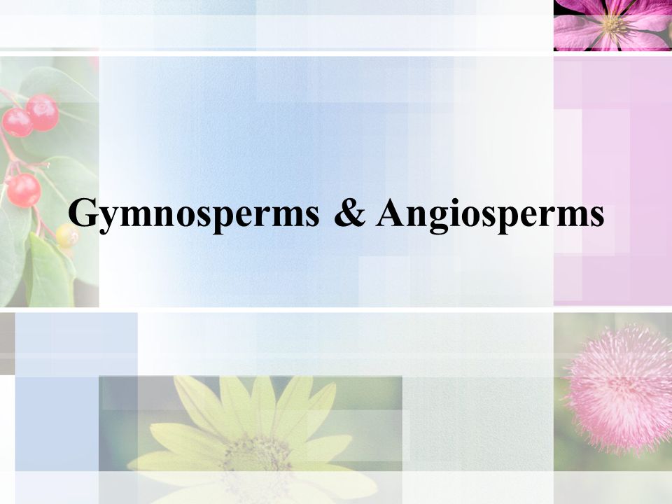 Gymnosperms & Angiosperms