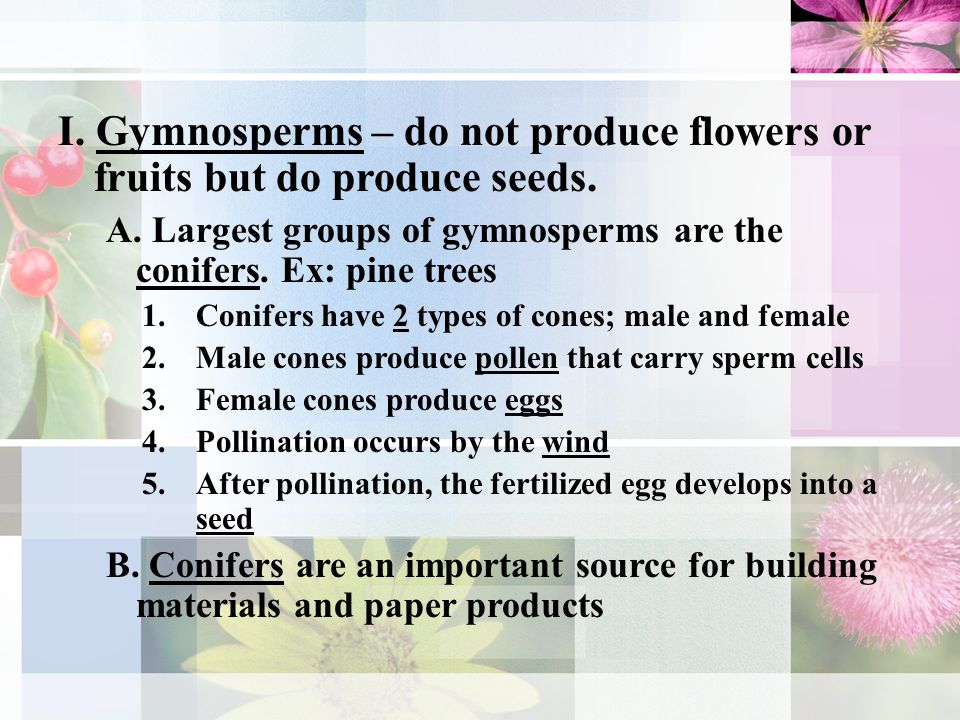 I. Gymnosperms – do not produce flowers or fruits but do produce seeds.