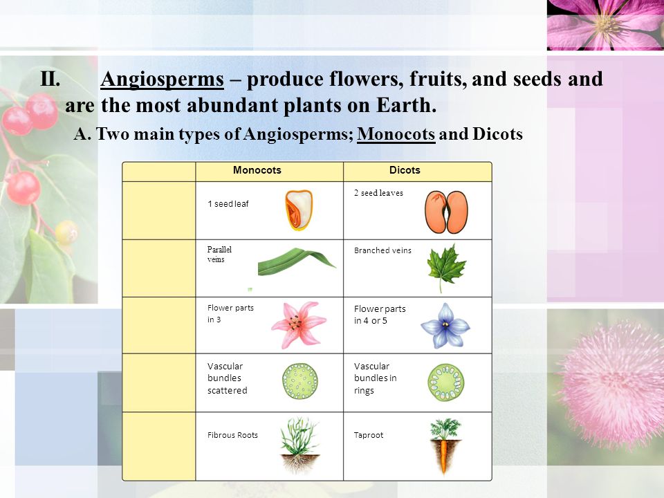 II. Angiosperms – produce flowers, fruits, and seeds and are the most abundant plants on Earth.