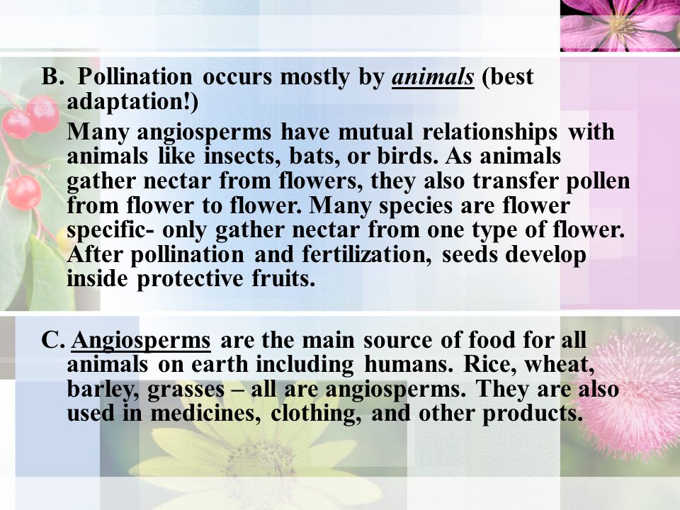 B. Pollination occurs mostly by animals (best adaptation!)