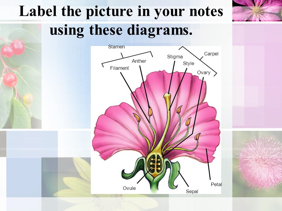 Label the picture in your notes using these diagrams.