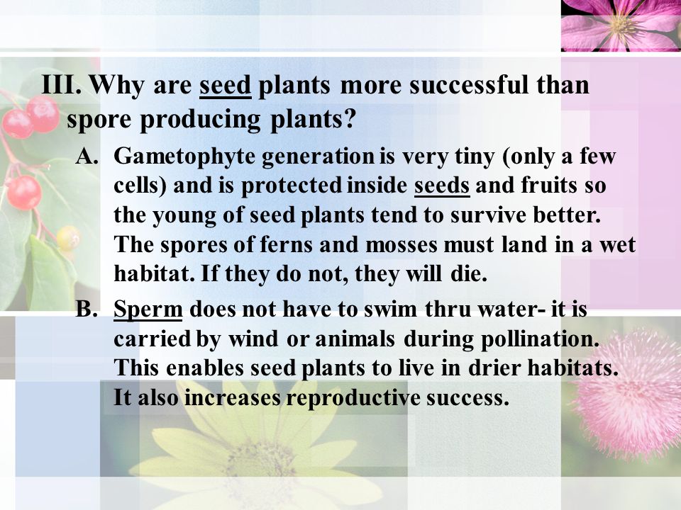 III. Why are seed plants more successful than spore producing plants