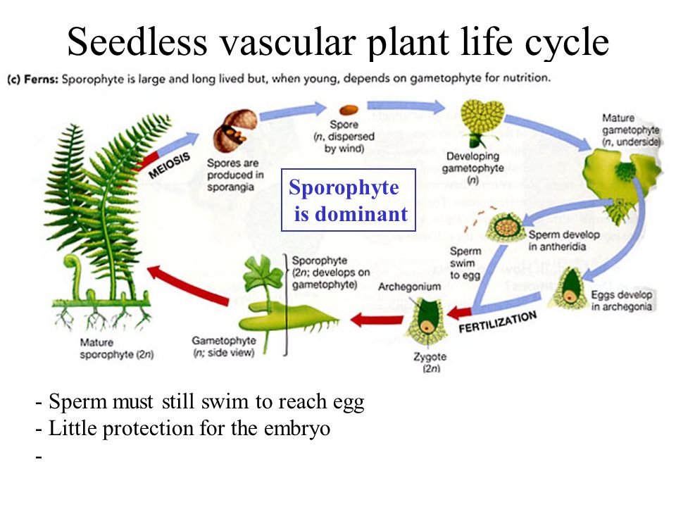 vascular seedless plants life cycle