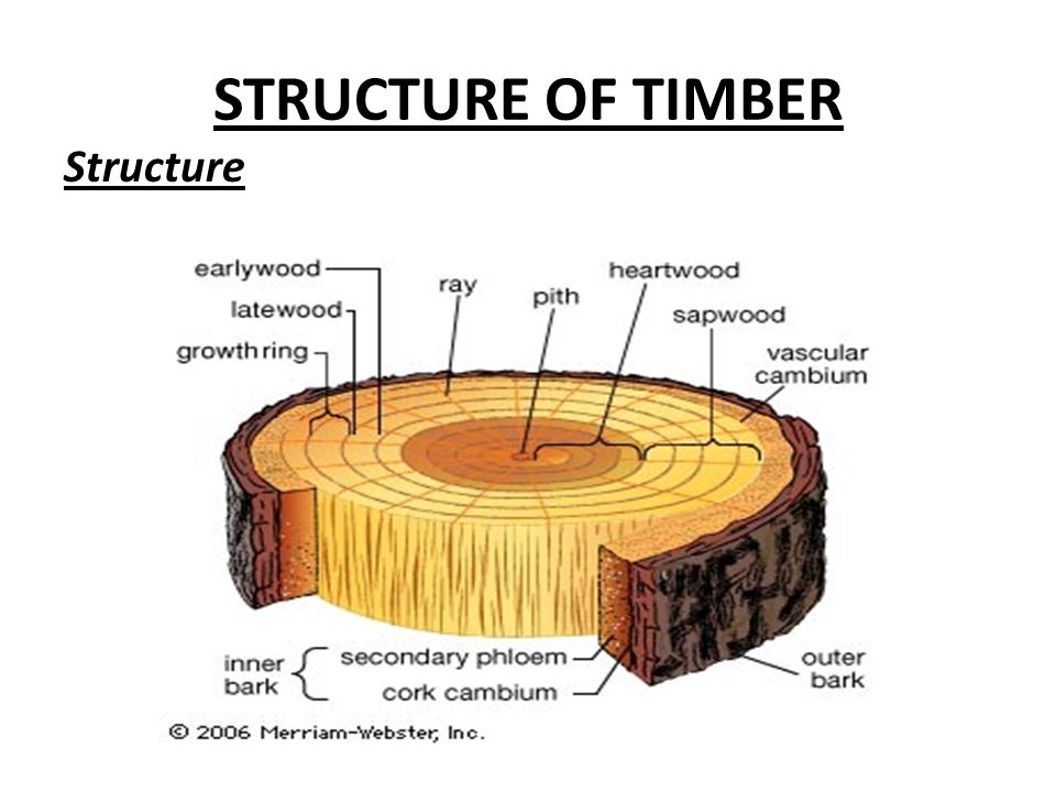 ENGINEERING MATERIAL CHAPTER NO.5 TIMBER - ppt download