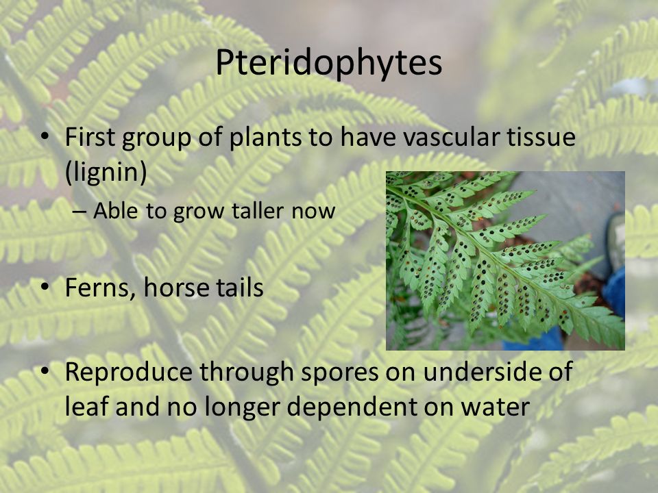 Pteridophytes First group of plants to have vascular tissue (lignin)
