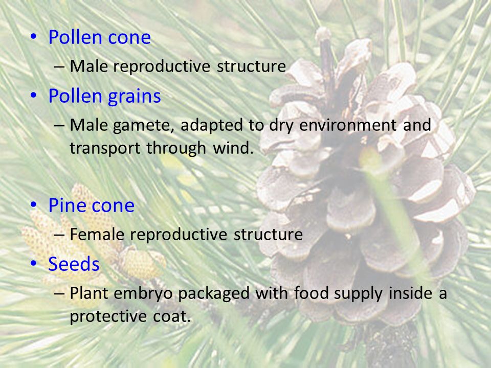 Pollen cone Pollen grains Pine cone Seeds Male reproductive structure