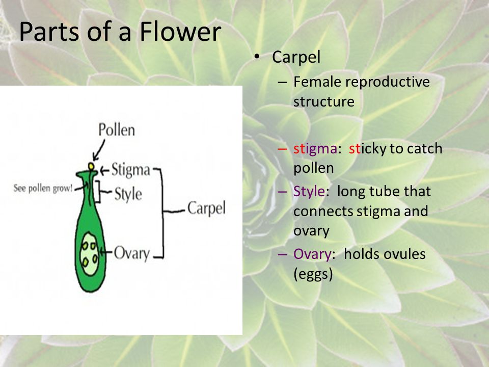 Parts of a Flower Carpel Female reproductive structure