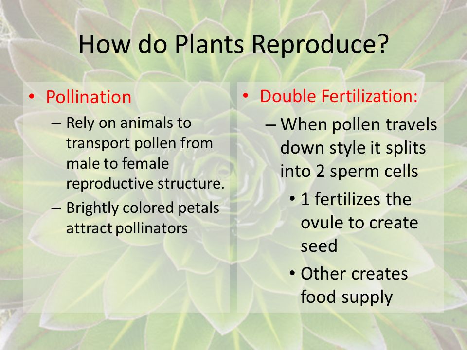 How do Plants Reproduce