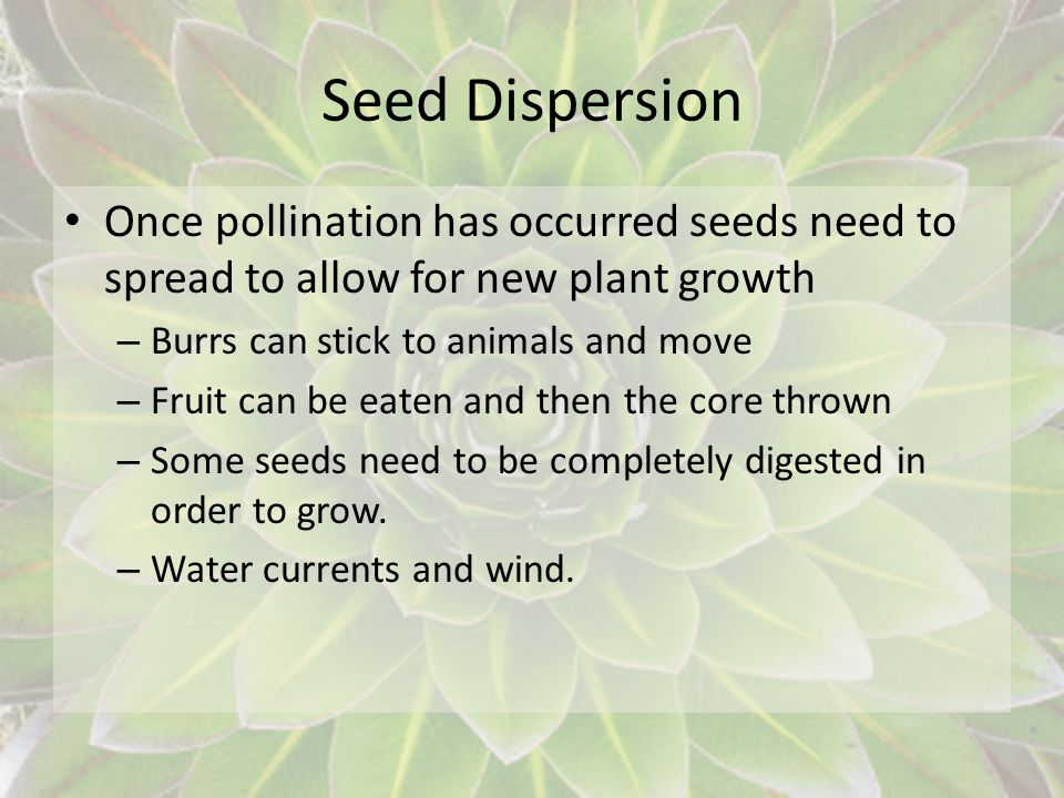 Seed Dispersion Once pollination has occurred seeds need to spread to allow for new plant growth. Burrs can stick to animals and move.