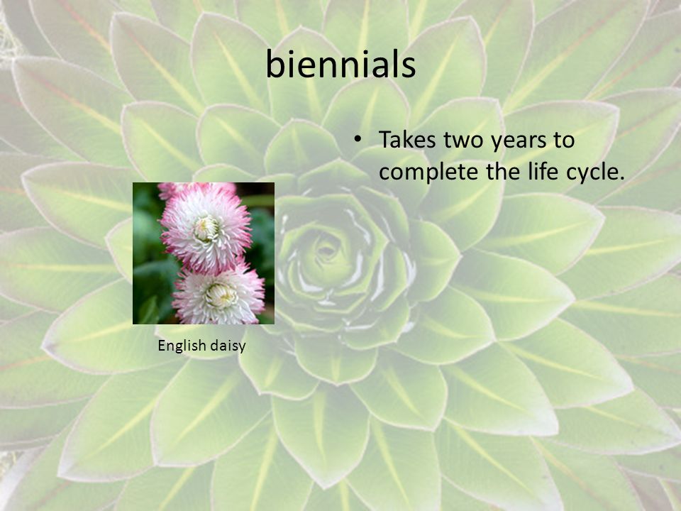 biennials Takes two years to complete the life cycle. English daisy