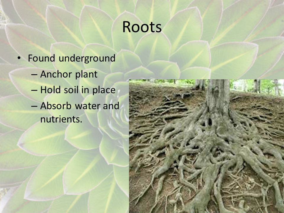 Roots Found underground Anchor plant Hold soil in place