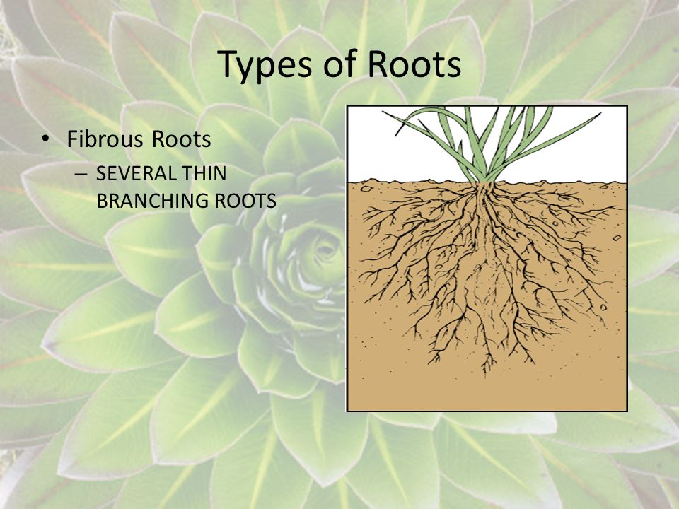 Types of Roots Fibrous Roots SEVERAL THIN BRANCHING ROOTS