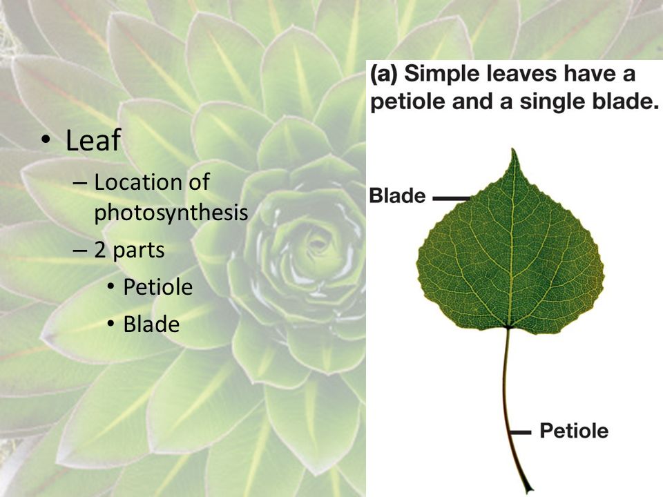 Leaf Location of photosynthesis 2 parts Petiole Blade