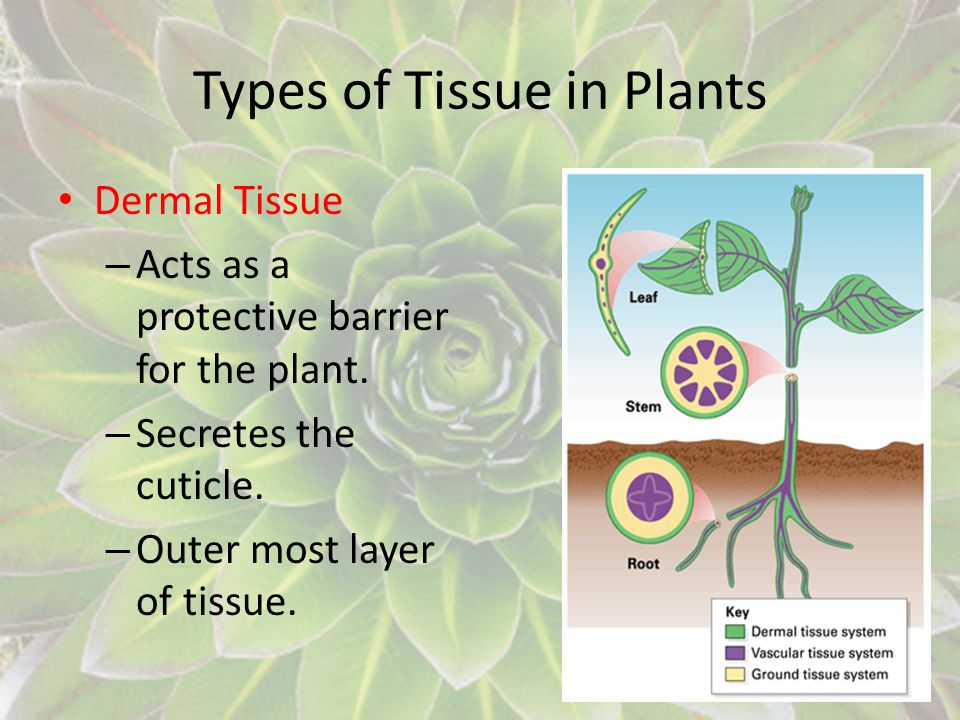 Types of Tissue in Plants