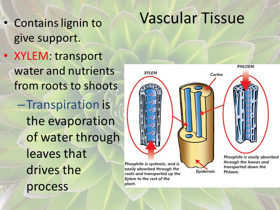 Vascular Tissue Contains lignin to give support. XYLEM: transport water and nutrients from roots to shoots.