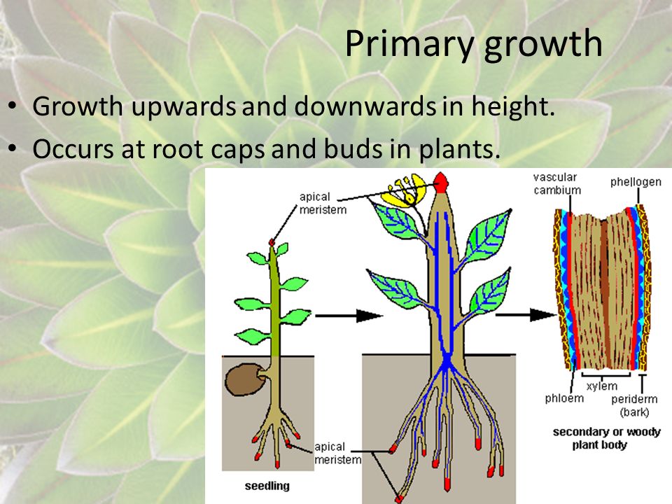 Primary growth Growth upwards and downwards in height.