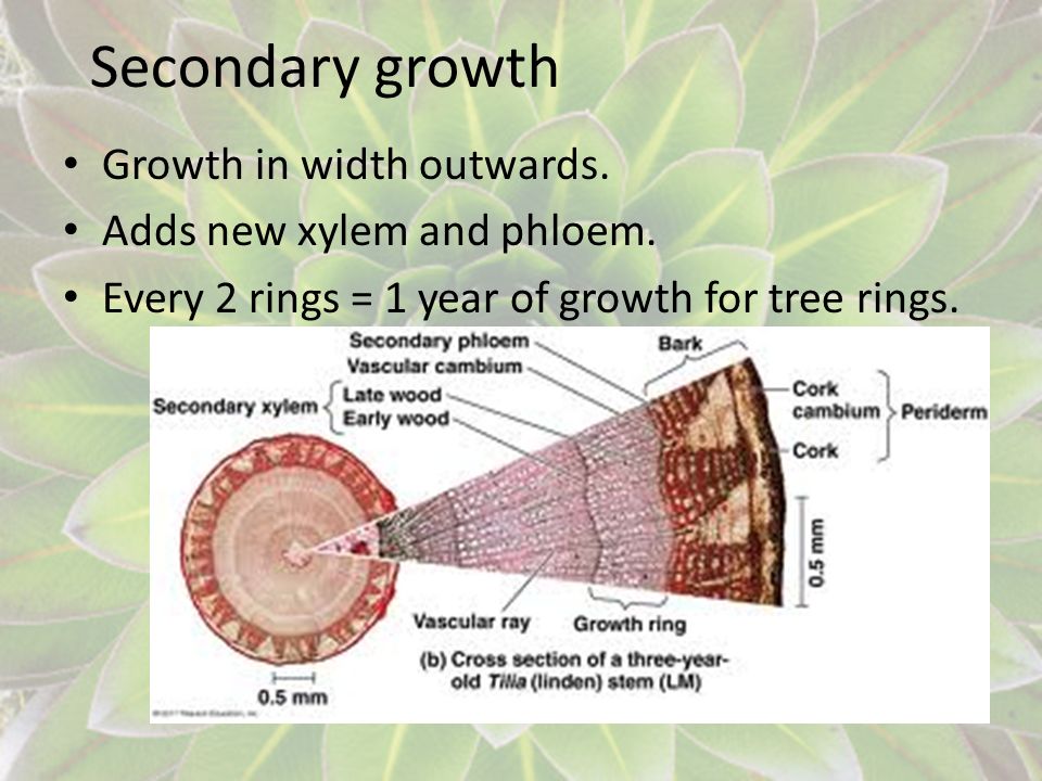 Secondary growth Growth in width outwards. Adds new xylem and phloem.
