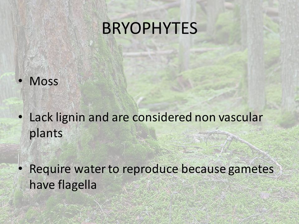 BRYOPHYTES Moss Lack lignin and are considered non vascular plants