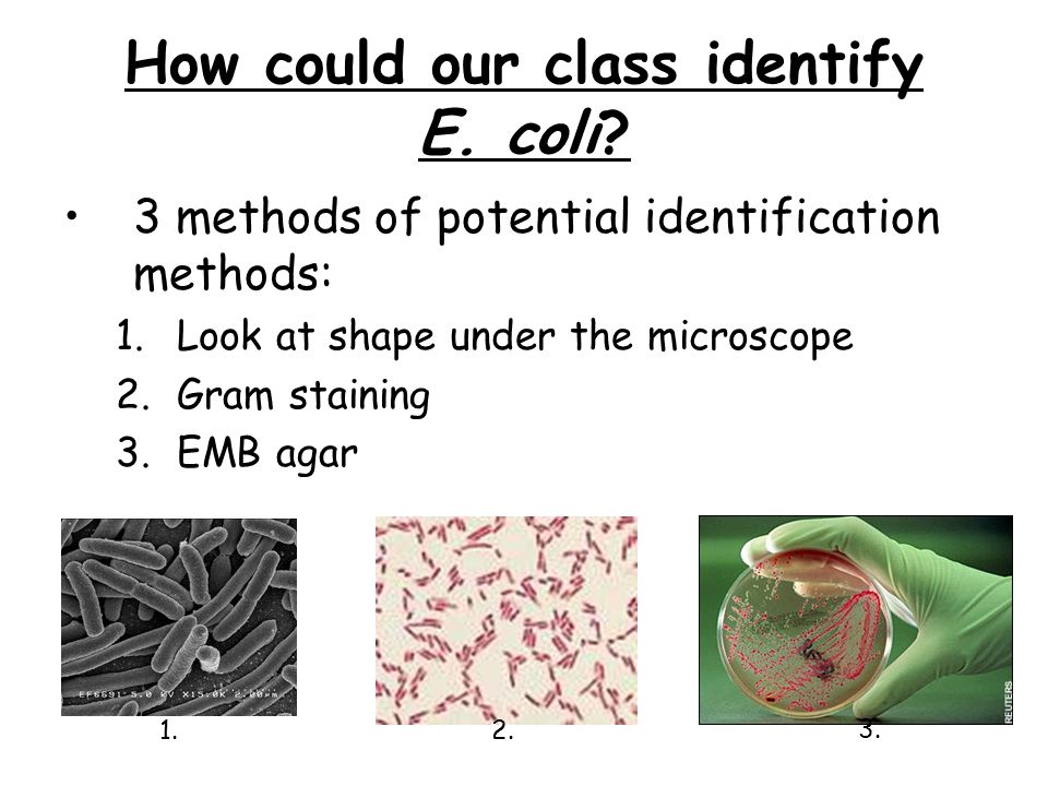 Food Microbiology Delicious Or Ppt Video Online Download