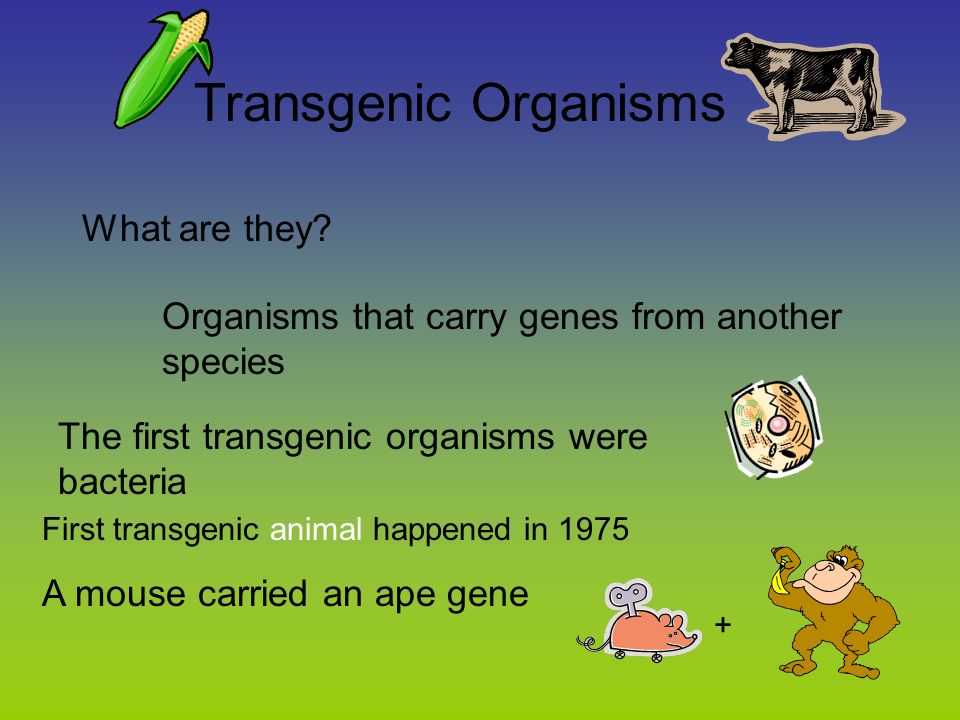 Dna Technology Transgenic Organism Restriction Enzyme Ppt Download
