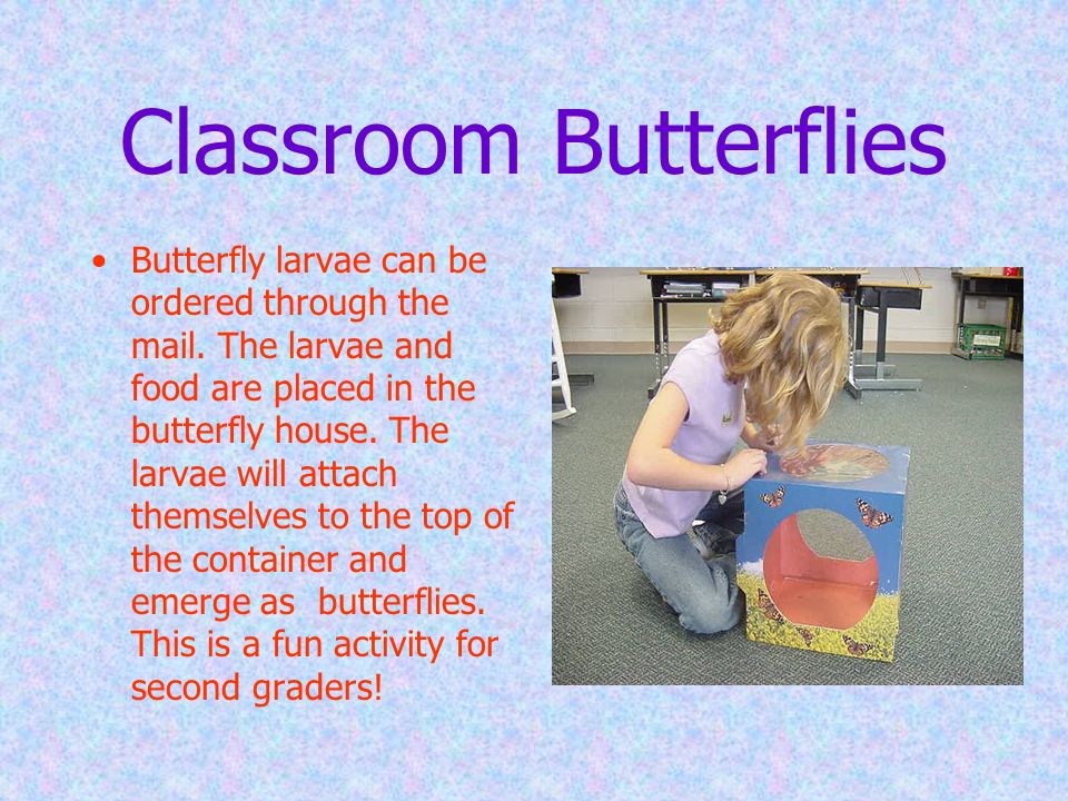 Classroom Butterflies