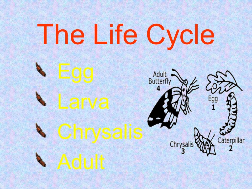 Egg Larva Chrysalis Adult