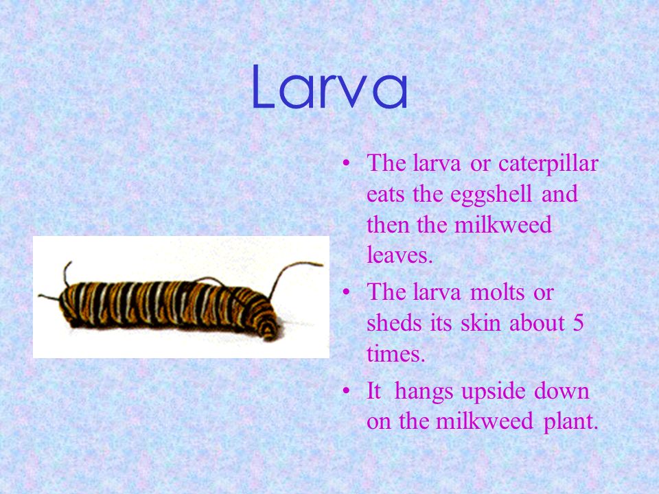 Larva The larva or caterpillar eats the eggshell and then the milkweed leaves. The larva molts or sheds its skin about 5 times.