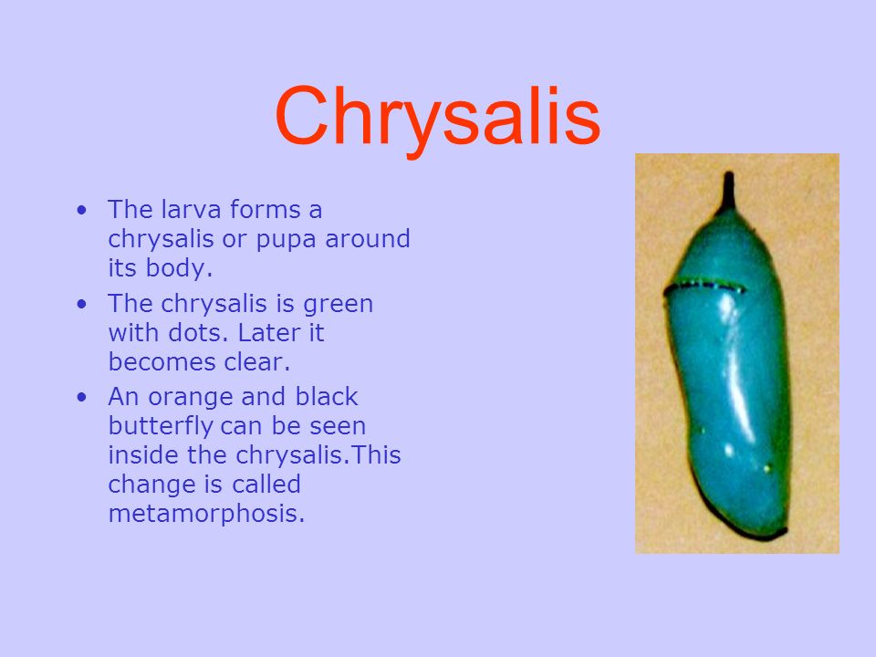 Chrysalis The larva forms a chrysalis or pupa around its body.