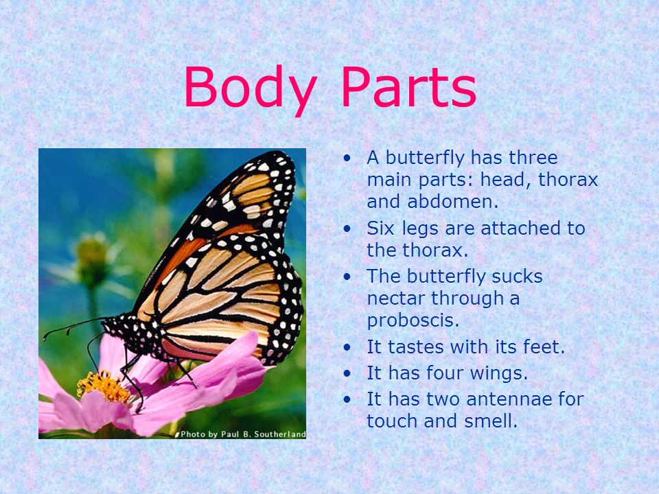 Body Parts A butterfly has three main parts: head, thorax and abdomen.