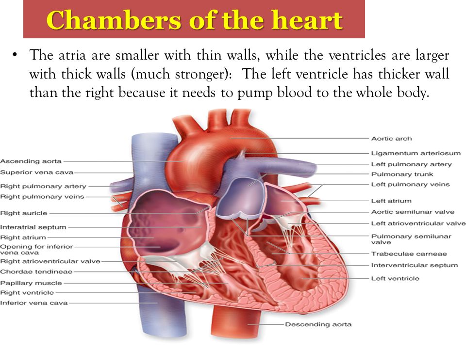 Chambers of the heart