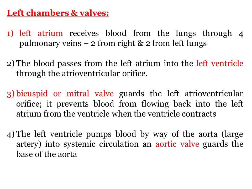 Left chambers & valves: