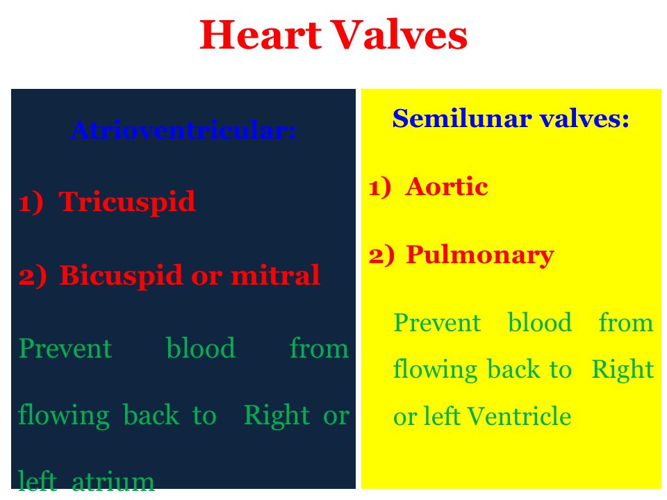 Heart Valves Tricuspid Bicuspid or mitral