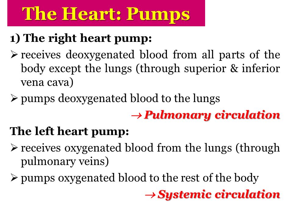 The Heart: Pumps 1) The right heart pump: