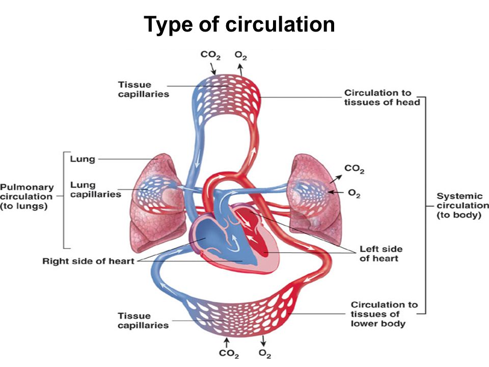 Type of circulation